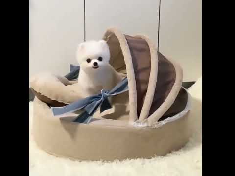Luxurious Plush Pet Cradle Bed for Dogs and Cats – Washable, Non-Slip with Removable Cover